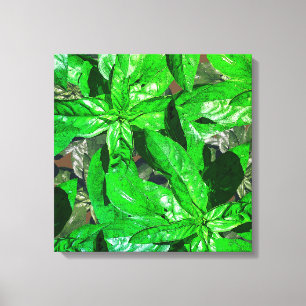 Basil Leaves Photo Art Wrapped Canvas Print