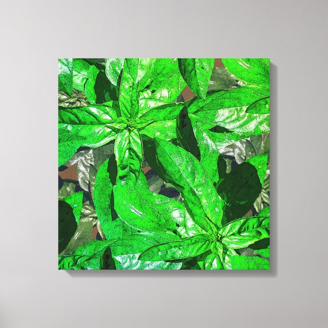 Basil Leaves  Photo  Art Wrapped Canvas Print (Front)