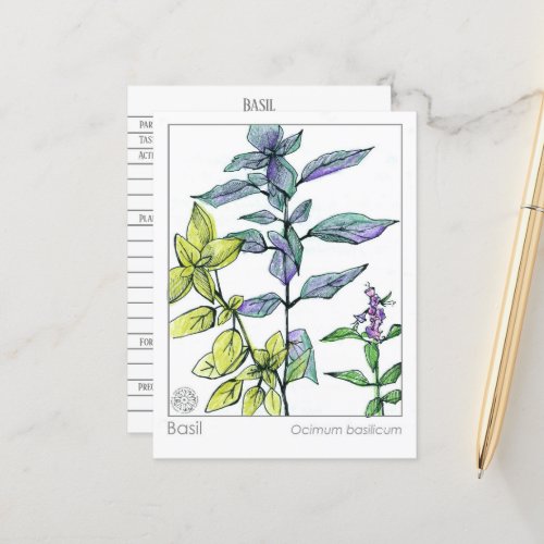 Basil Materia Medica Herbal Study Card