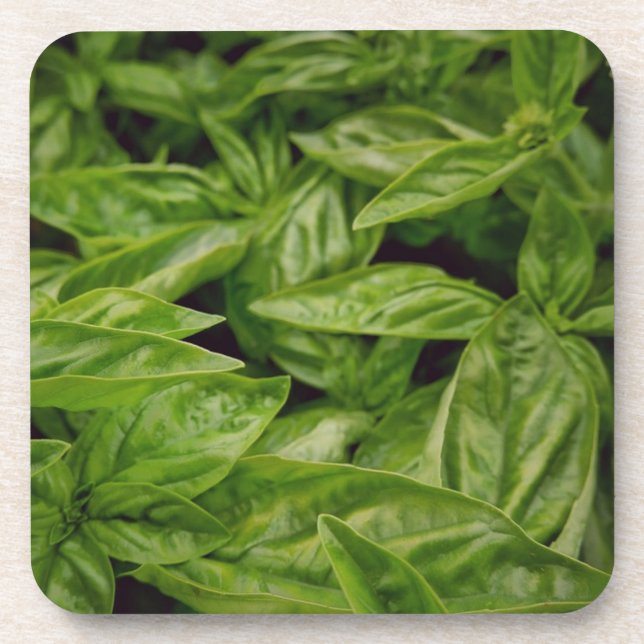 Basil Notebook Beverage Coaster (Front)