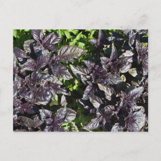 Basil Postcard