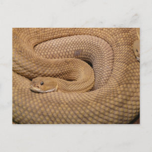 Basilisk Rattlesnake Postcard