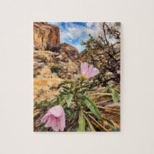 Basket Evening Primrose in Valley Of Fire, Nevada,
