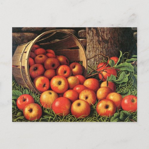 Basket of Apples Postcard