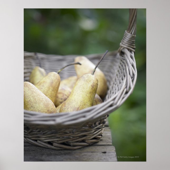 Basket of freshly picked pears. poster (Front)