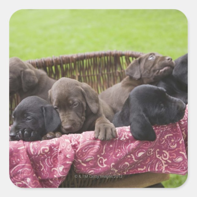 Basket of labrador retriever puppies square sticker (Front)