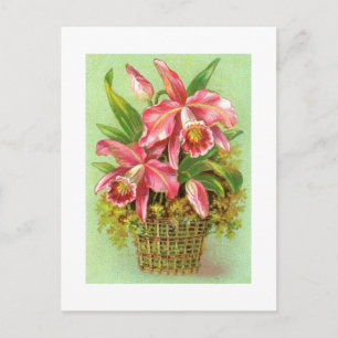 Basket of Pink Orchids Vintage Image Postcard