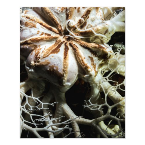 Basket Star Gorgonocephalus eucnemis _ Fine Art Photo Print