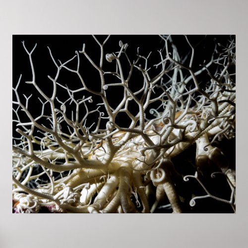 Basket Star Gorgonocephalus eucnemis _ Poster