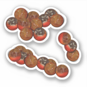 Basketball Doughnut Holes Sticker