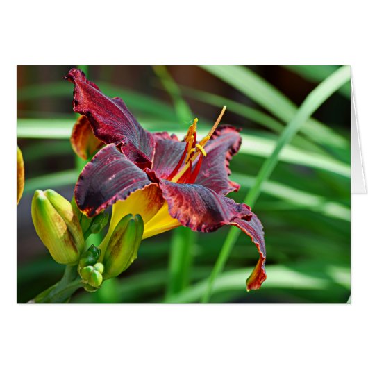 Basking Day Lily Cards (Front Horizontal)