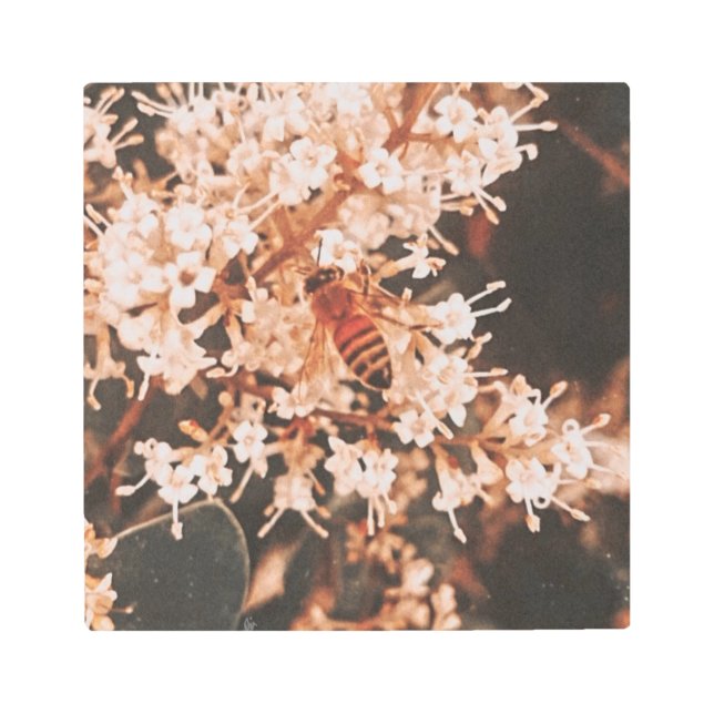 Basking Metal Wall Art (Front)