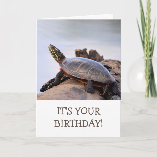 Basking Painted Turtle Nature Birthday Card (Front)