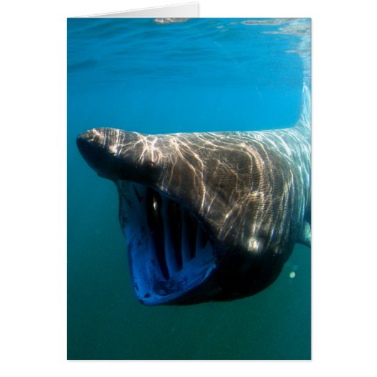 Basking shark cards (Front)