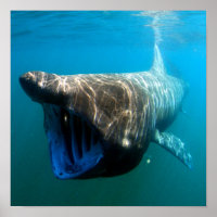 Basking shark (Cetorhinus maximus)