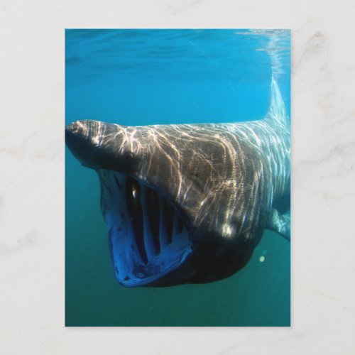 Basking shark postcard