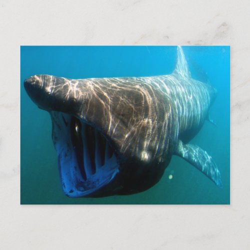 Basking shark postcard