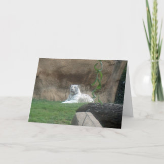 Basking White Tiger Card