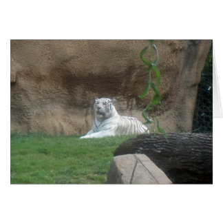 Basking White Tiger Cards