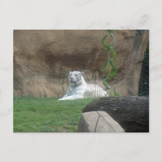 Basking White Tiger Postcard