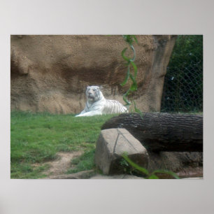 Basking White Tiger Poster