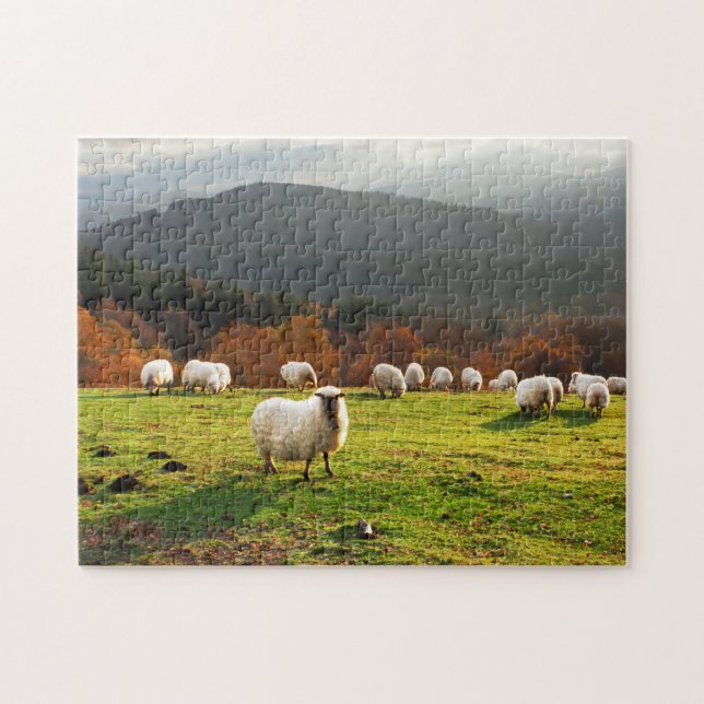 basque country latxa sheep jigsaw puzzle (Horizontal)