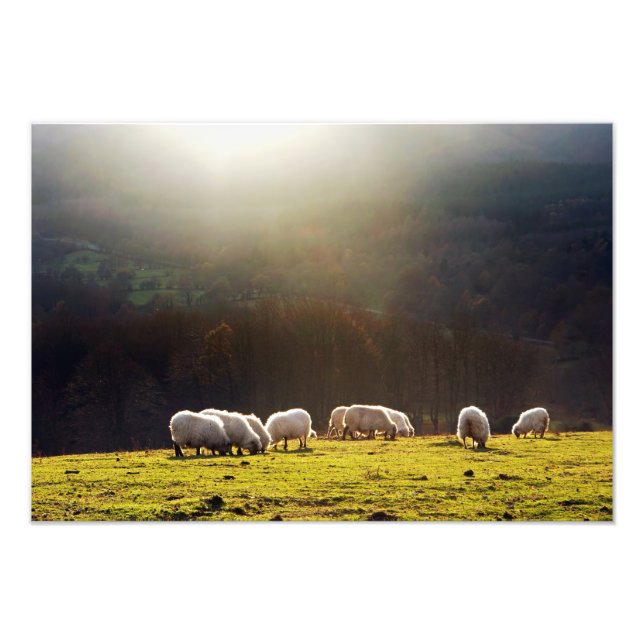 basque sheep photo print (Front)
