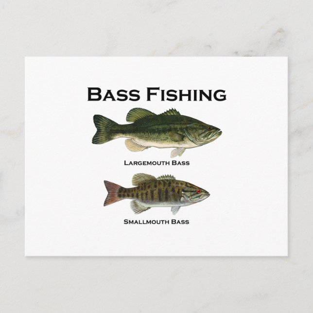 Bass Fishing Logo (largemouth - smallmouth) Postcard (Front)