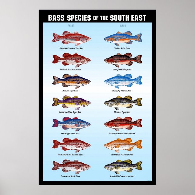 Bass Species of the South East Poster (Front)
