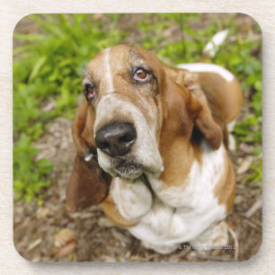 Basset Hound 2 Beverage Coaster