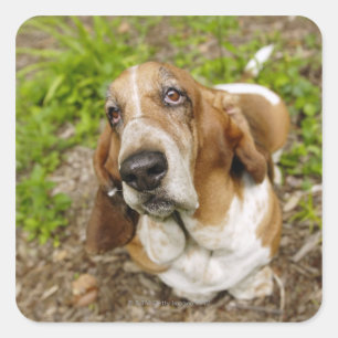 Basset Hound 2 Square Sticker