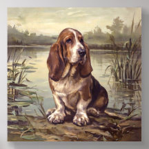 Basset Hound