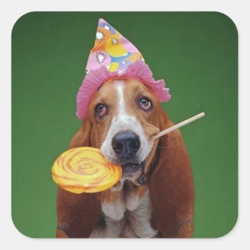 Basset Hound Birthday Lollipop Square Sticker by stargiftshop at Zazzle