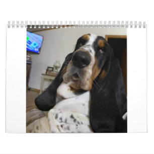 Basset Hound calendar