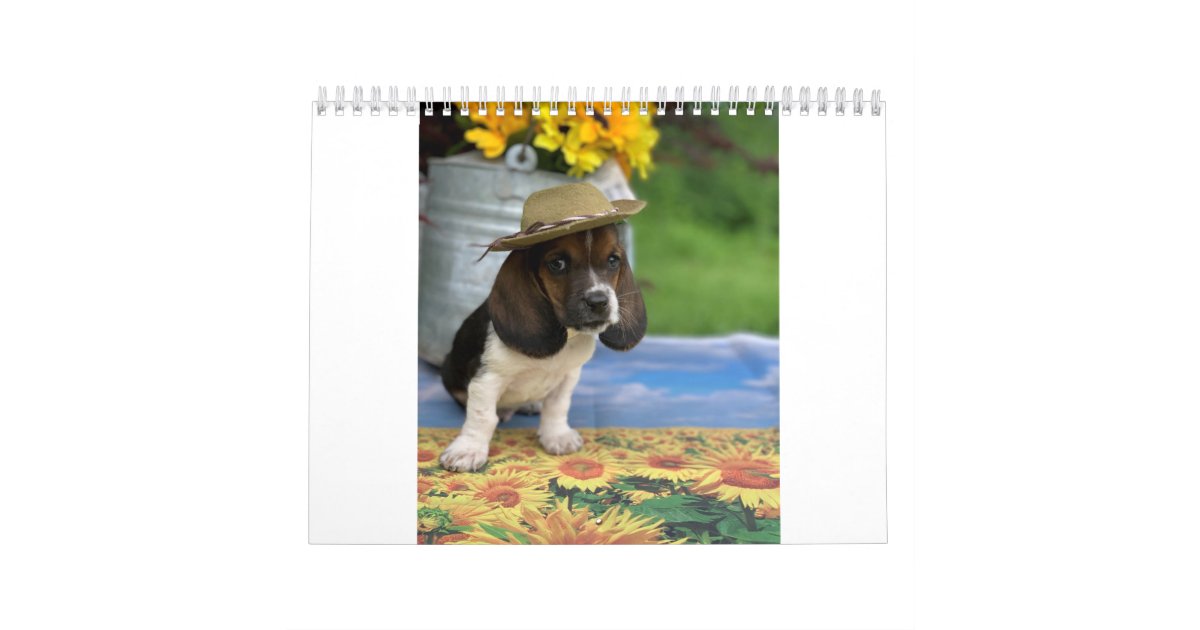 Basset Hound Calendar Featuring Tiny E Zazzle Com