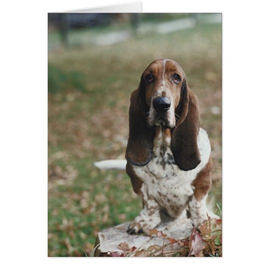 Basset Hound Card