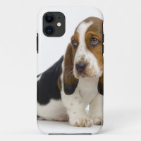 Basset Hound
