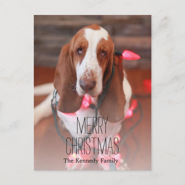 basset hound, christmas, christmas lights holiday postcard (Front)