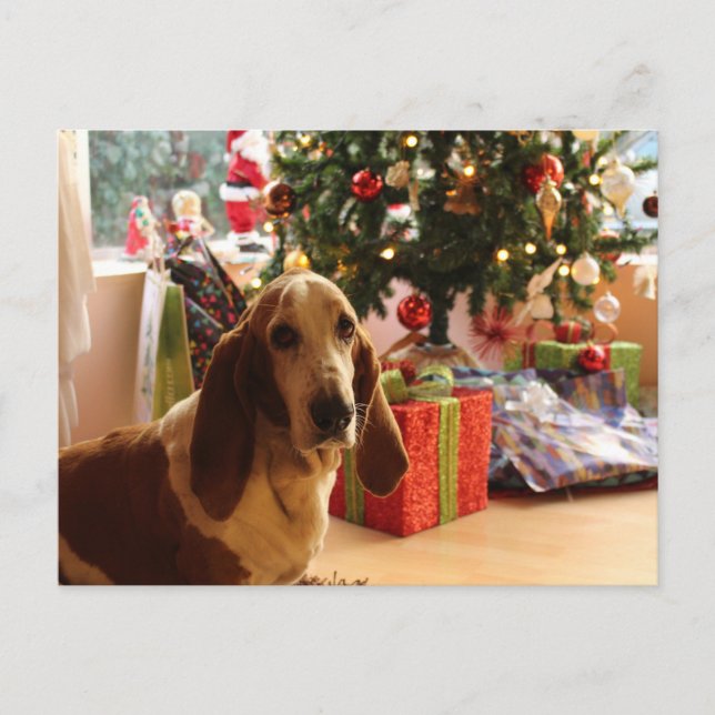 Basset hound Christmas Postcard (Front)