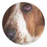 Basset Hound Dog Sticker