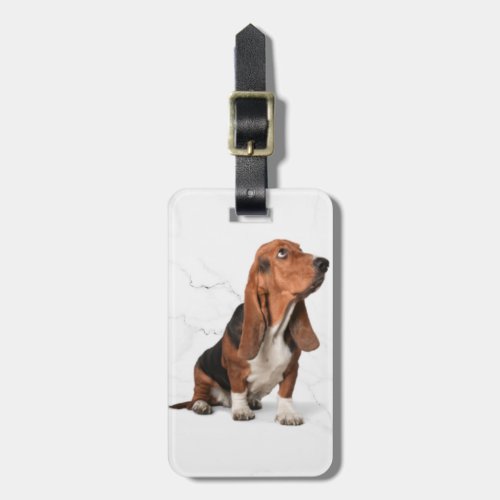 Basset Hound Dog Studio Shot Isolated  Luggage Tag