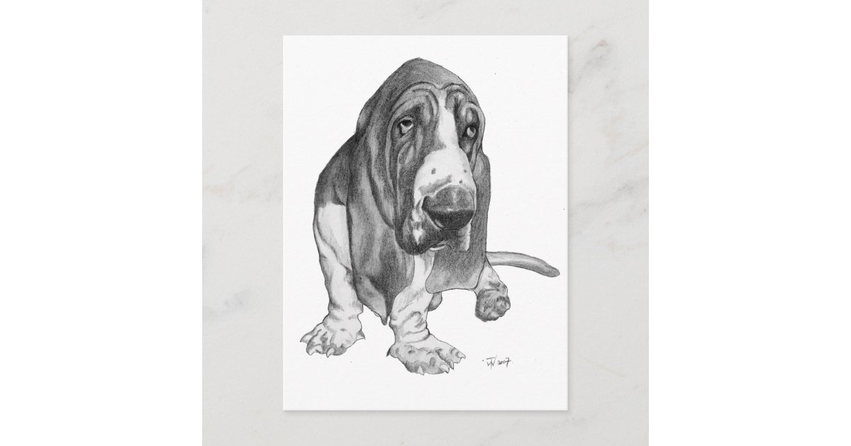 basset hound sketch