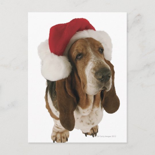 basset hound hat