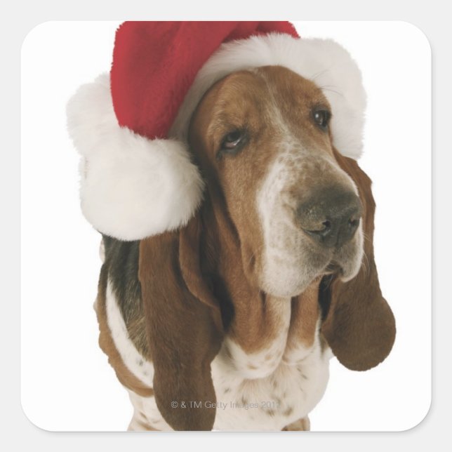 Basset hound in Santa hat Square Sticker (Front)