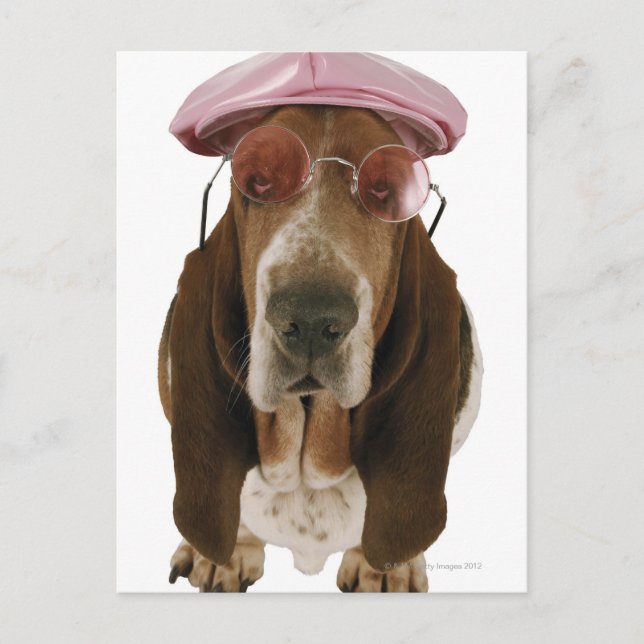 Basset hound in sunglasses and cap postcard (Front)