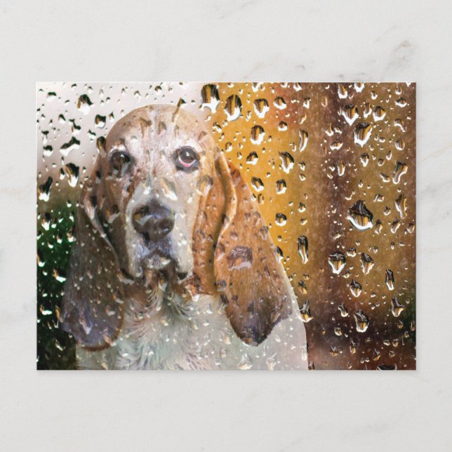 Basset Hound Miss You Postcard (Front)
