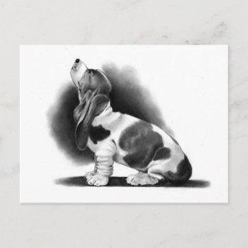 Basset Hound: Pencil Realism: Puppy Postcard by joyart at Zazzle