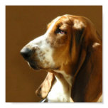 Basset Hound Photo Print