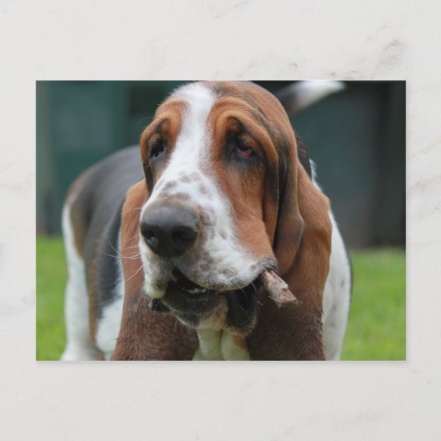 Basset Hound Postcard (Front)