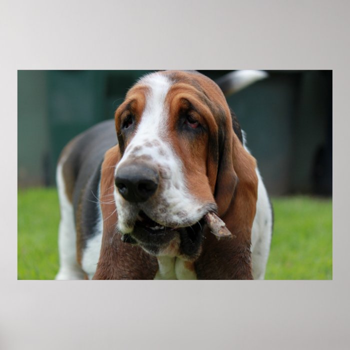 Basset Hound Poster